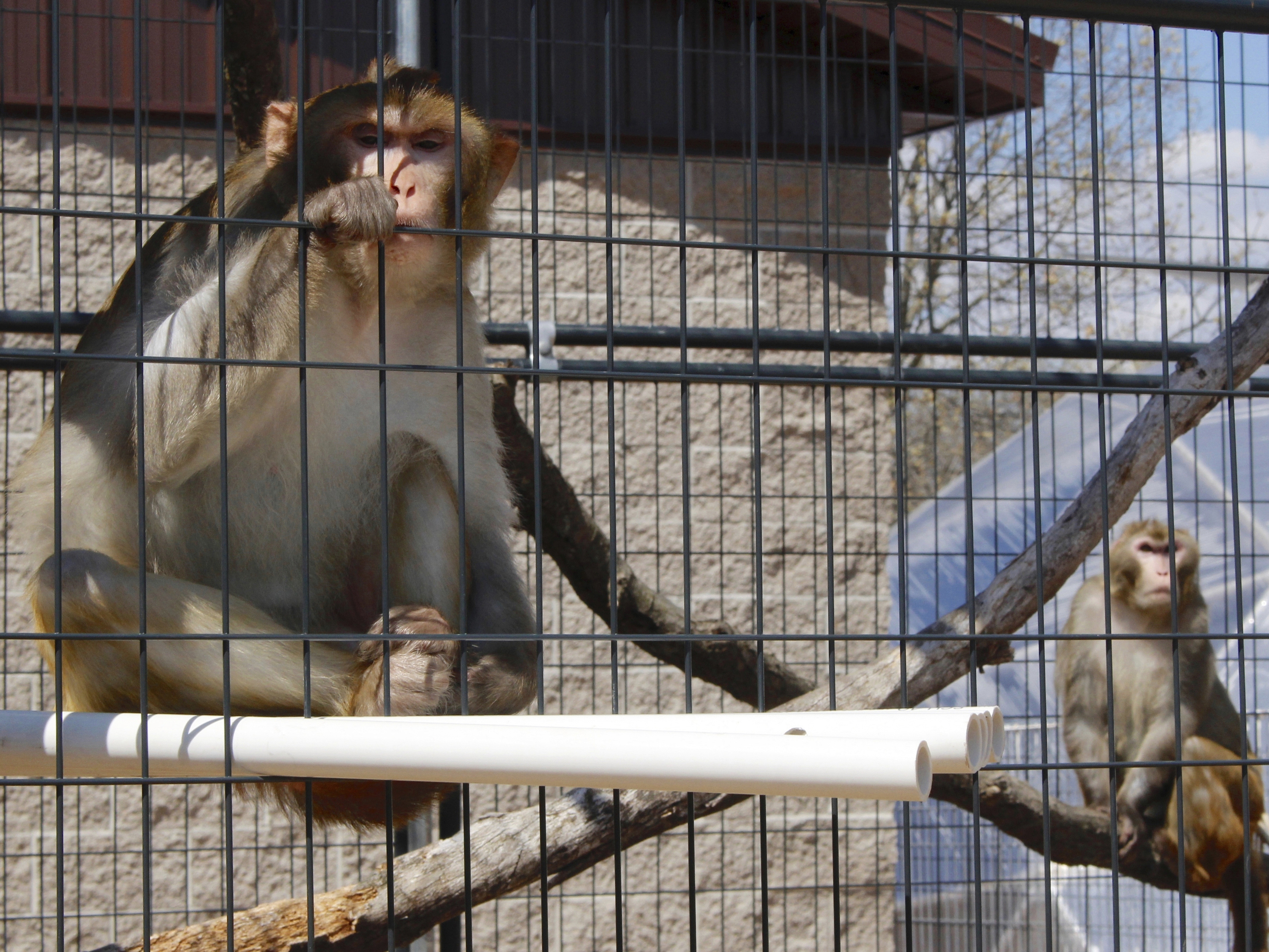 caption: River, left, and Timon, both rhesus macaques who were previously used in medical research, sit in an outdoor enclosure at Primates Inc., in Westfield, Wis., on May 13, 2019. The sanctuary is a 17-acre rural compound where research animals can live their remaining years when their studies are done. A report released on Thursday, May 4, 2023, says a shortage of monkeys available for medical research undermines U.S. readiness to respond to public health emergencies.