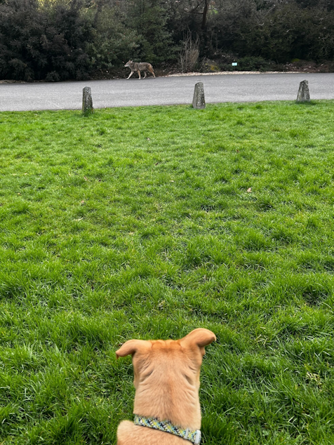 caption: A coyote spotted trotting through the Washington Arboretum in March 2025.