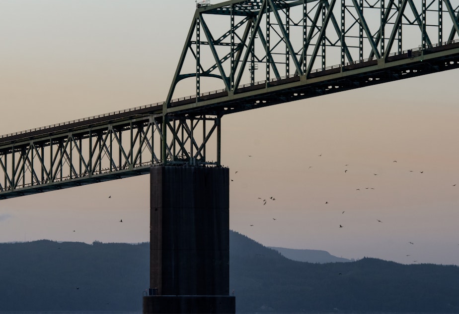 caption: Cormorants returned to the Astoria Bridge to roost at nightfall on June 3, 2019.