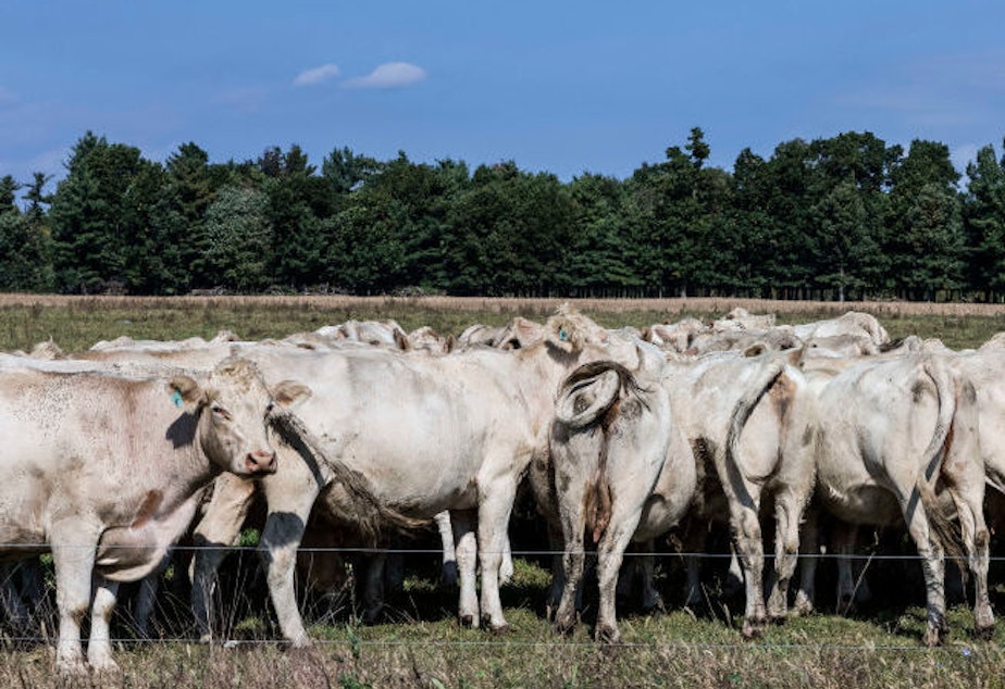 Cows graze on a grass field at a farm in Schaghticoke, N.Y. The grass-fed movement is based on the idea of regenerative agriculture.