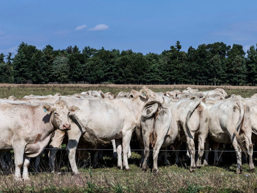 caption: Cows graze on a grass field at a farm in Schaghticoke, N.Y. The grass-fed movement is based on the idea of regenerative agriculture.