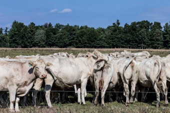 caption: Cows graze on a grass field at a farm in Schaghticoke, N.Y. The grass-fed movement is based on the idea of regenerative agriculture.