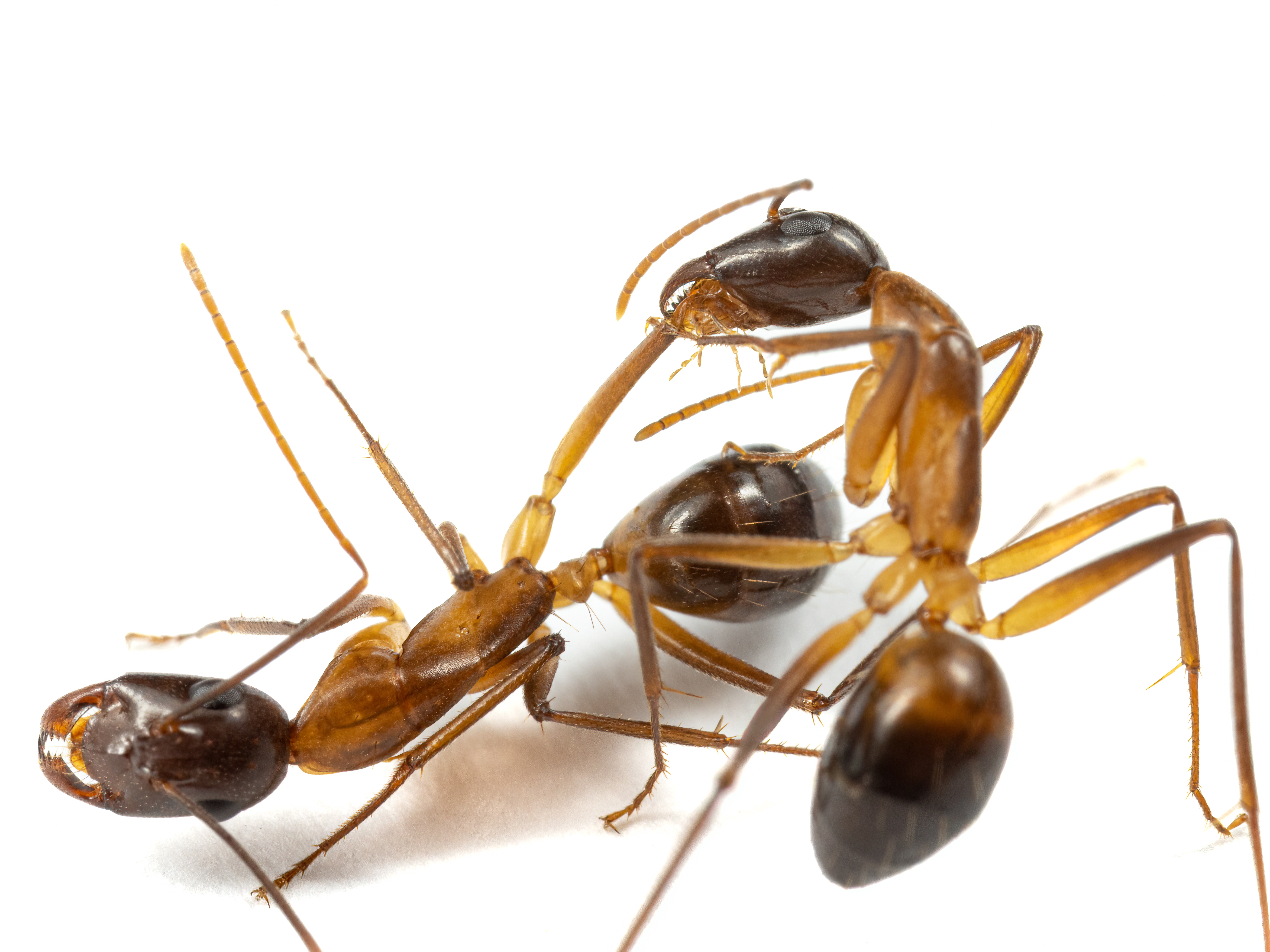 caption: Lab experiments show that some ants will treat the injured legs of comrades, and when it's necessary will even perform medical amputations. 