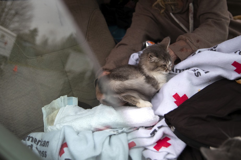 caption: Stormy, a rescued kitten, is wrapped in an American Red Cross blanket while sheltering at the Hamilton First Baptist Church on Wednesday, December 6, 2023, in Hamilton. 