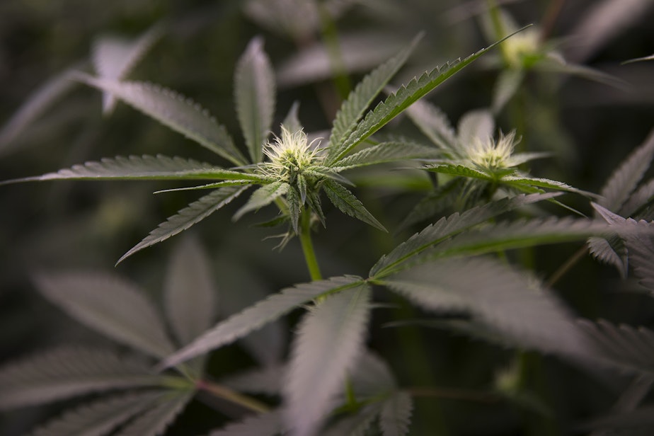 caption: File: Marijuana plants are shown in the flowering room at Grow Ambrosia in Seattle