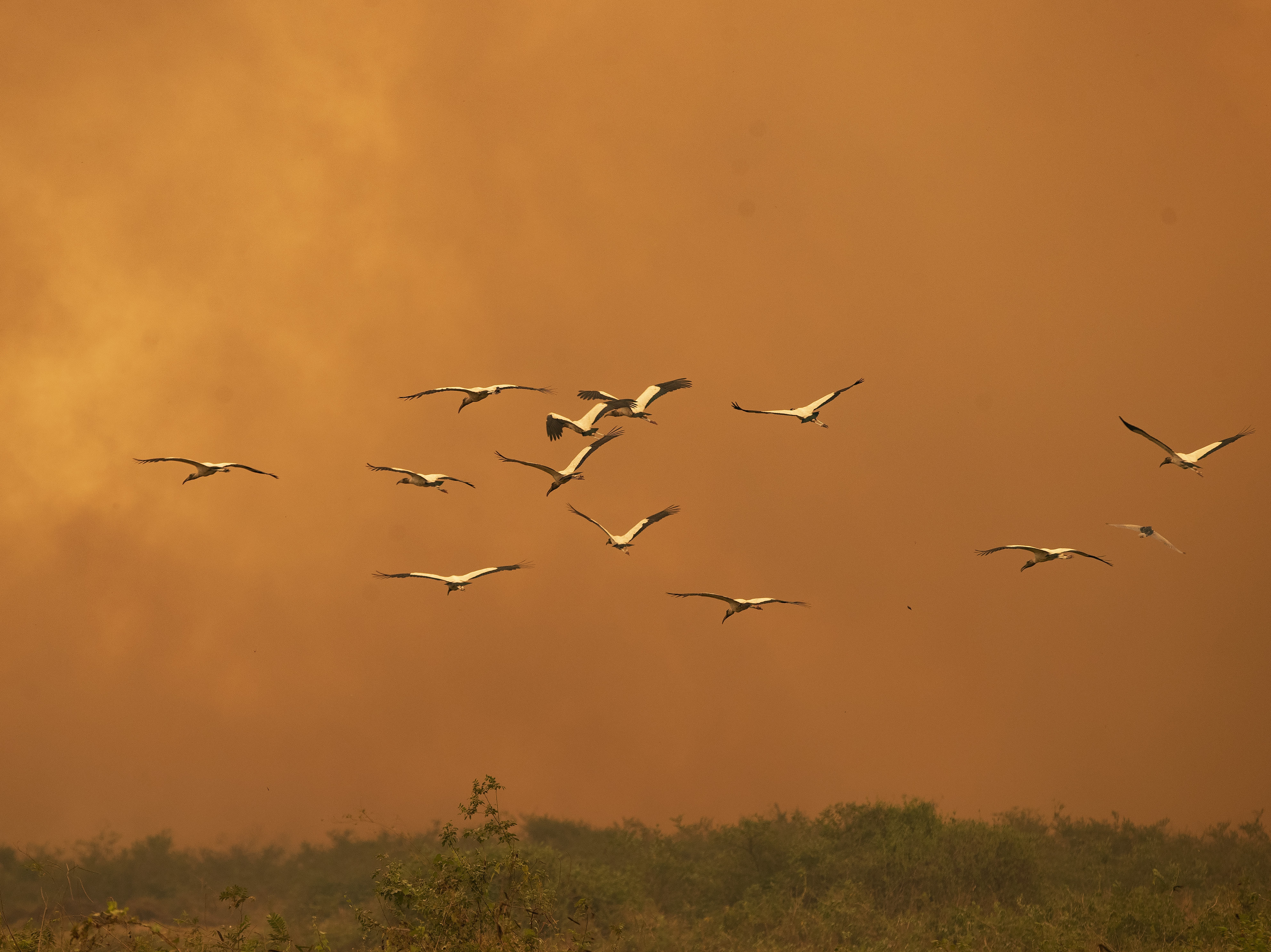 caption: Birds fly past as a fire consumes an area next to the Trans-Pantanal highway in the Pantanal wetlands near Pocone, Mato Grosso state, Brazil, on Sept. 11, 2020.