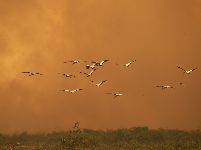 caption: Birds fly past as a fire consumes an area next to the Trans-Pantanal highway in the Pantanal wetlands near Pocone, Mato Grosso state, Brazil, on Sept. 11, 2020.