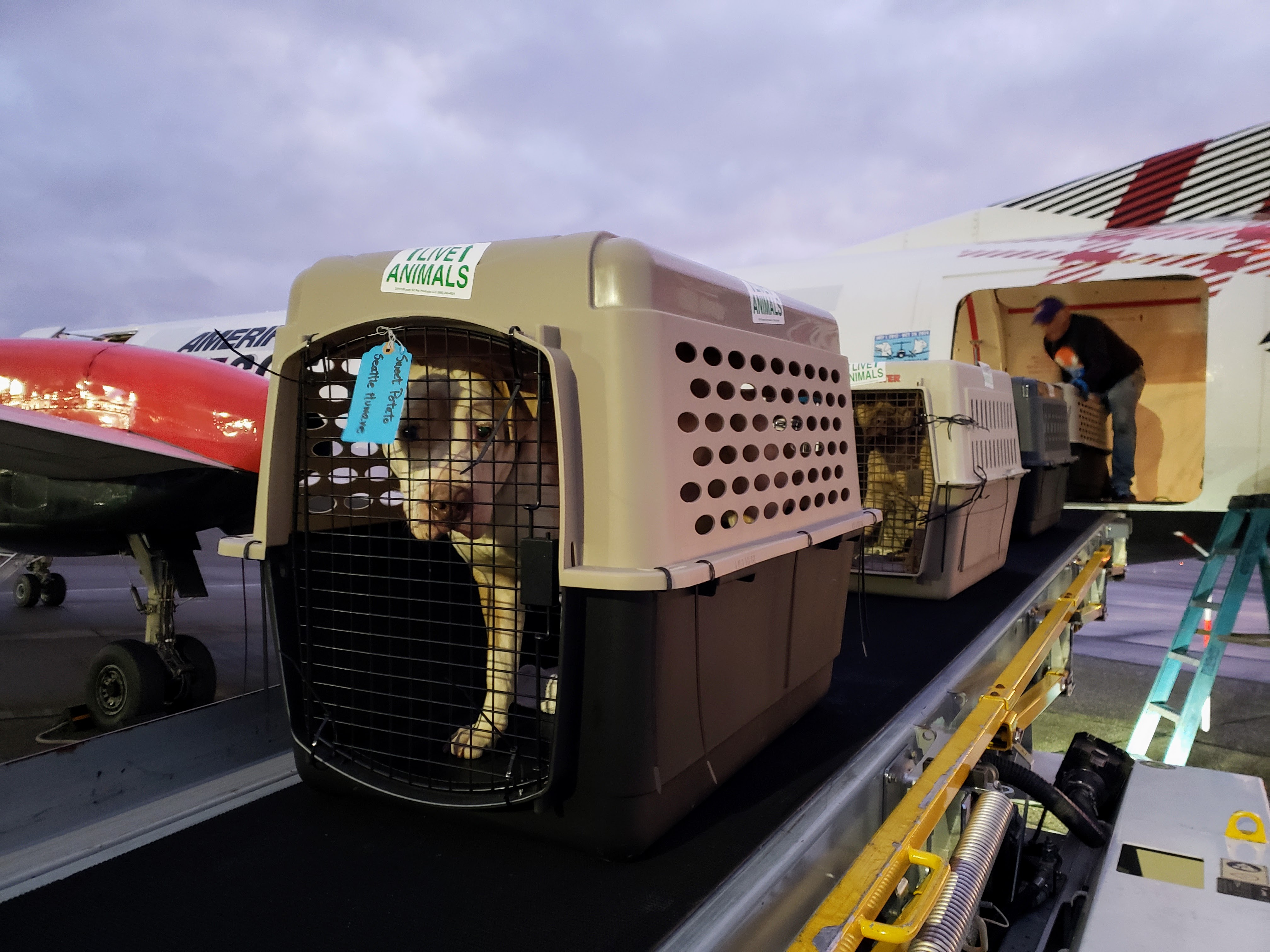 caption: Sweet Potato arrives from Los Angeles in Seattle on Sunday, January 12, 2025.