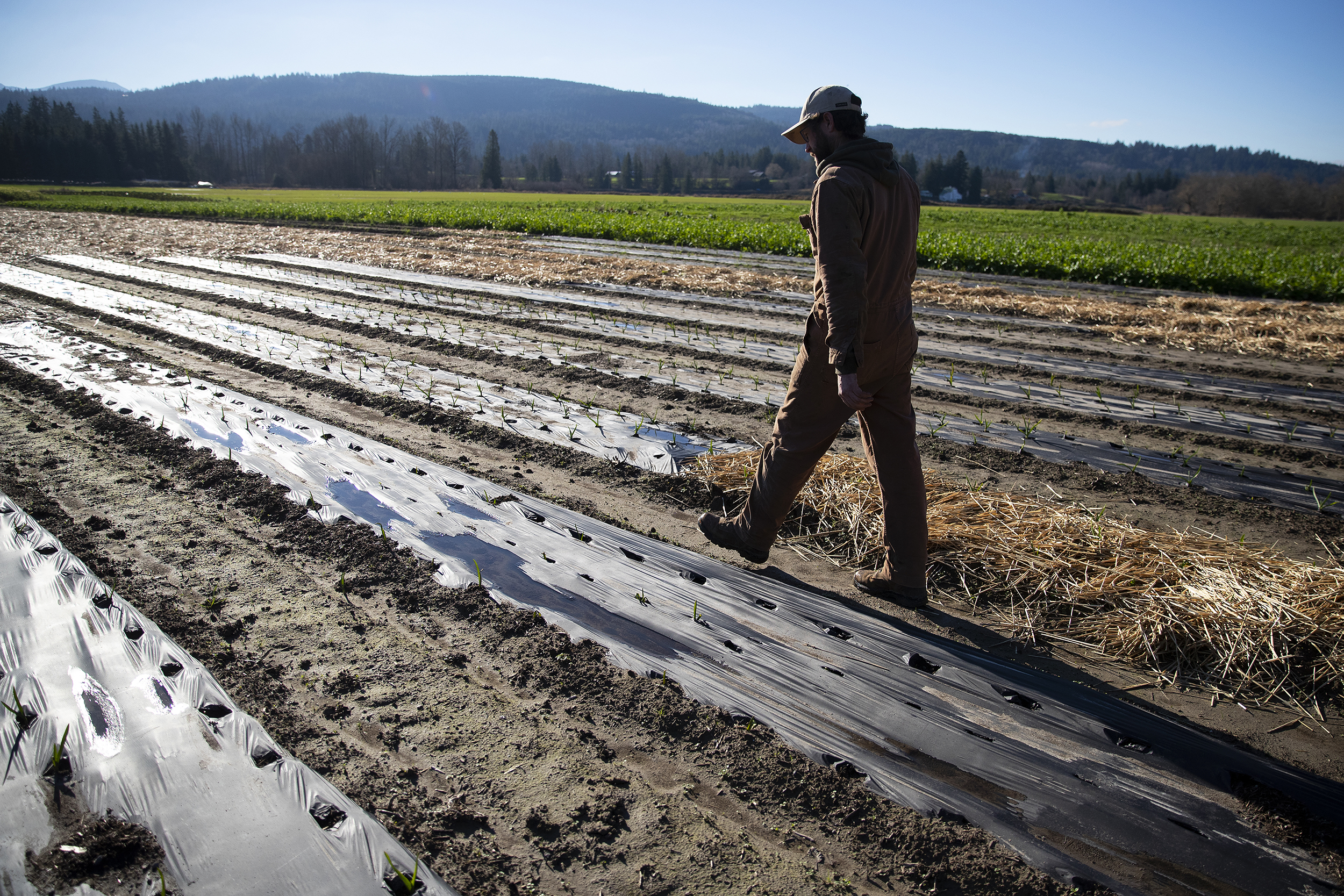 caption: Ryan Lichttenegger walks along rows of damaged garlic from December’s flooding on Wednesday, January 14, 2026, at Steel Wheel Farm in Fall City. 