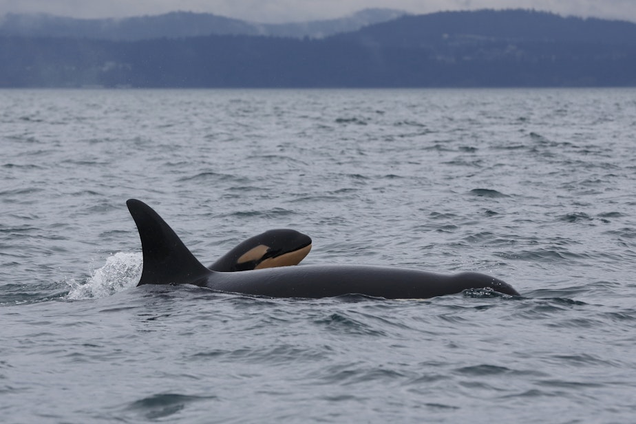 caption: Baby orca J63 surfaces next to its mother, J40, off Victoria, British Columbia, on April 6, 2025.