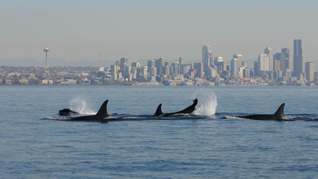 caption: An orca pod travels past the Seattle skyline. A new study shows that pods are most likely led by older females.