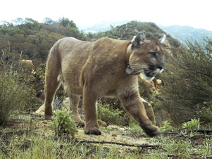 caption: Five mountain bikers reported a cougar attack on a trail in Fall City, Washington, near Snoqualmie. A 60-year-old female was hospitalized for non-life threatening injuries. A second cougar is suspected to have been in the area. This 2019 photo was provided by the National Park Service, showing a mountain lion in the Santa Monica Mountains National Recreation Area. 