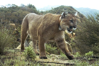 caption: Five mountain bikers reported a cougar attack on a trail in Fall City, Washington, near Snoqualmie. A 60-year-old female was hospitalized for non-life threatening injuries. A second cougar is suspected to have been in the area. This 2019 photo was provided by the National Park Service, showing a mountain lion in the Santa Monica Mountains National Recreation Area. 