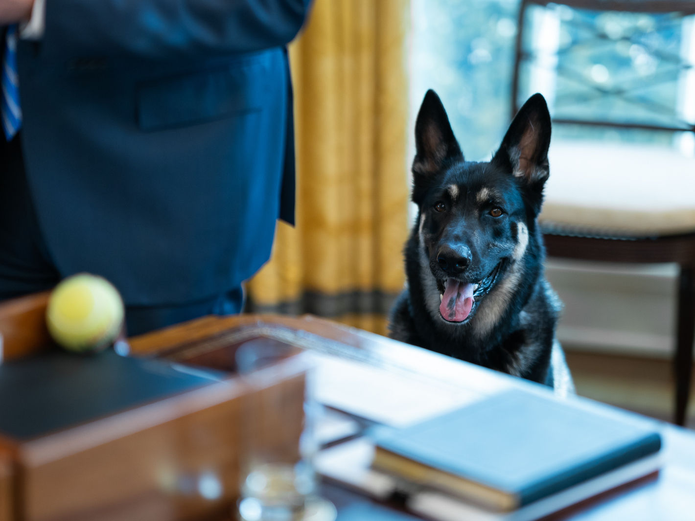 caption: Major Biden, pictured in the Oval Office on March 4, reportedly received remedial training while staying at the family's Delaware residence in mid-March. He and fellow German shepherd Champ Biden were confirmed back at the White House on Wednesday.