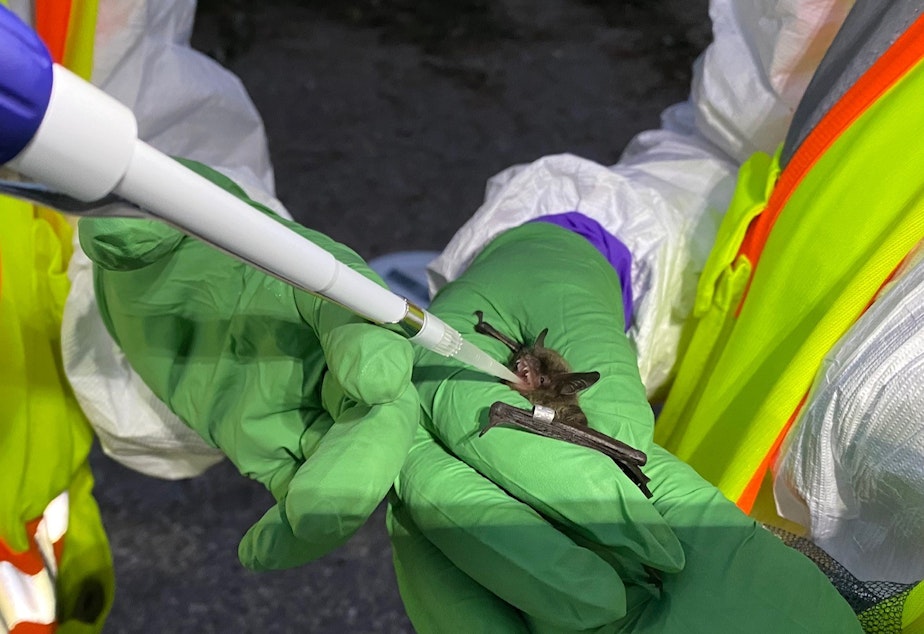caption: Researchers deliver an antifungal vaccine to a little brown bat, one of the species hit hardest by white-nose syndrome, in 2020 in Wisconsin.