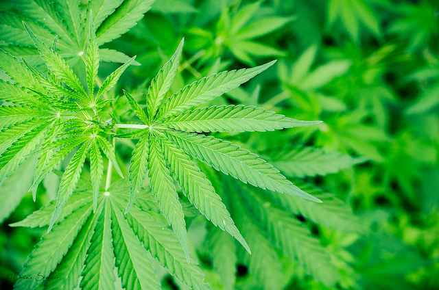 caption: The Pierce County Council voted to ban recreational pot.