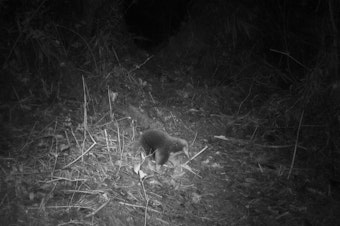 caption: Attenborough's long-beaked echidna, spotted on camera for the first time, was the star finding for researchers during a month-long expedition in Papua New Guinea's Cyclops Mountains.