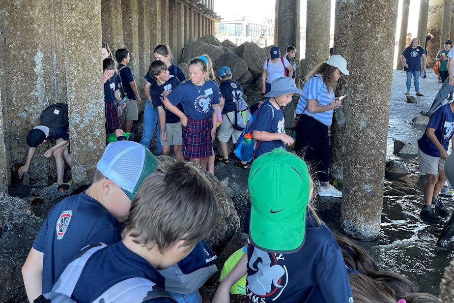 caption: Students from Holy Rosary School in Edmonds examine sea stars and anemones beneath the Washington State Ferries dock in Edmonds on June 6.
