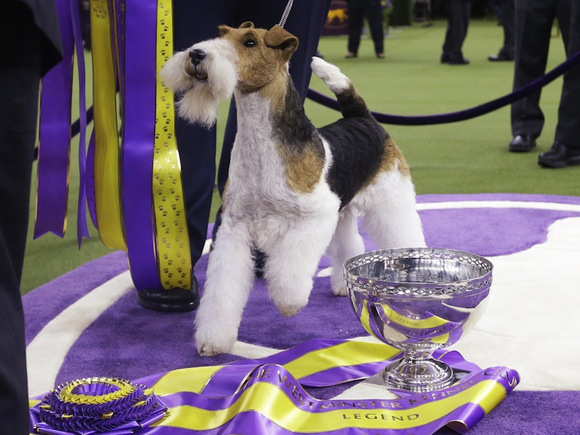 caption: King, a wire fox terrier, poses for photographs after winning Best in Show at the 143rd Westminster Kennel Club Dog Show Tuesday. It's the 15th time a wire fox terrier has taken the top spot.