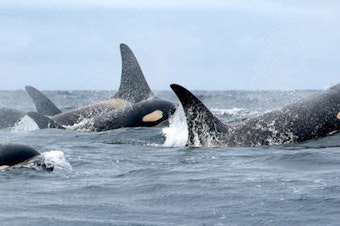 caption: <p>Members of Puget Sound's south resident orca population.</p>