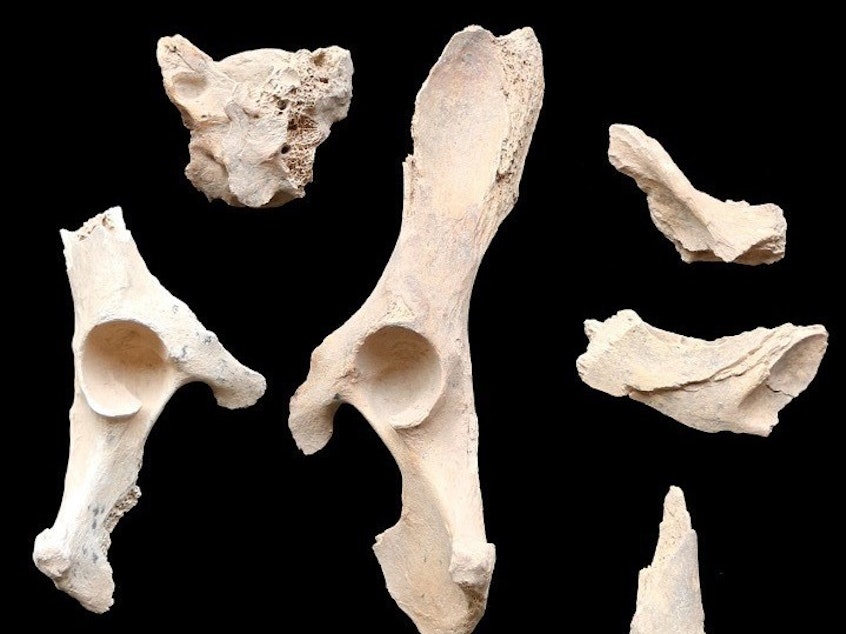 caption: These 6,000-year-old remains found buried alongside humans are believed to be the earliest example of dog domestication on the Arabian Peninsula.