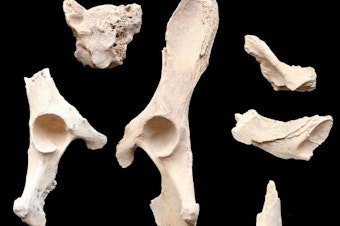 caption: These 6,000-year-old remains found buried alongside humans are believed to be the earliest example of dog domestication on the Arabian Peninsula.