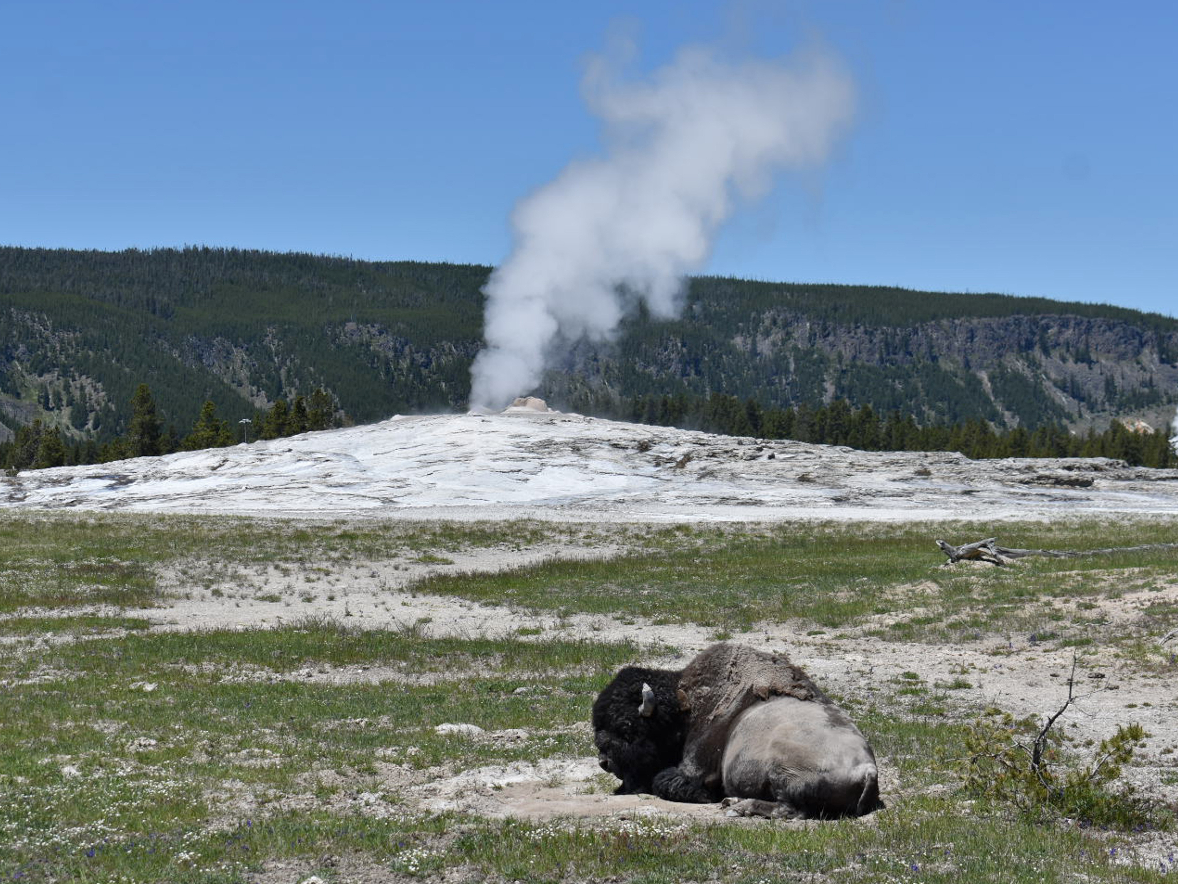 caption: A bison lays down in front of the Old Faithful geyser in Yellowstone National Park, Wyo., on June 22. A 34-year-old man was gored by a bull bison in Yellowstone this week, suffering an arm injury, park officials said.