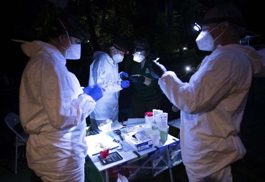 caption: Researchers examine and test bats for white-nose syndrome at Northwest Trek Wildlife Park in Eatonville on June 1.