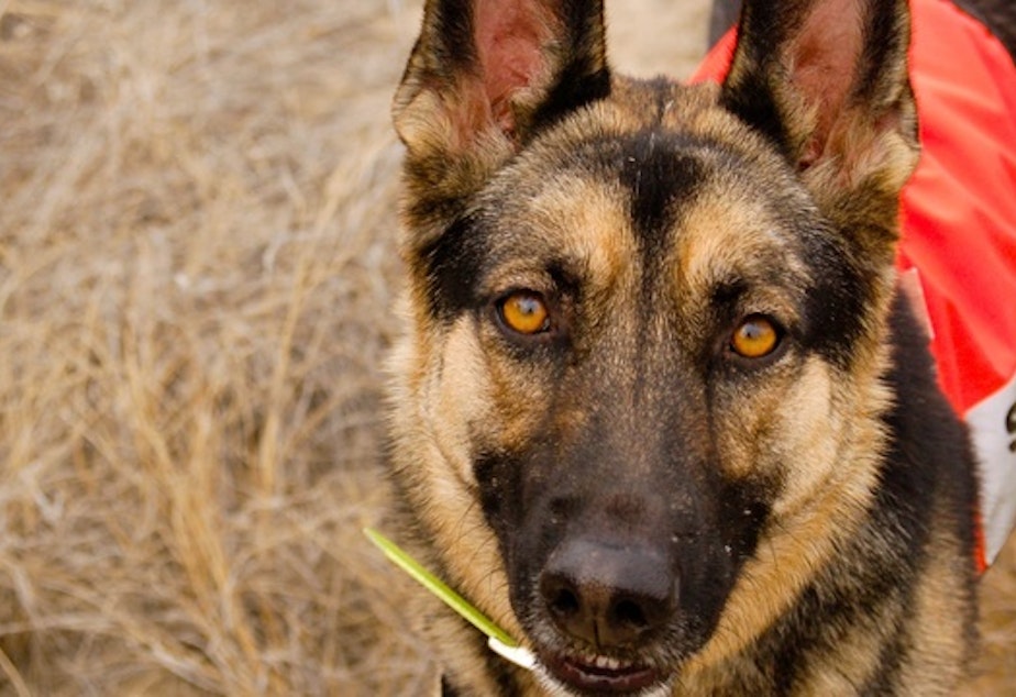 Kia is a 2-year-old German shepherd who is training to be a search and rescue dog with the Yakima County K-9 team. The team is made up of volunteers who search for missing hikers, hunters, children, and senior citizens.
