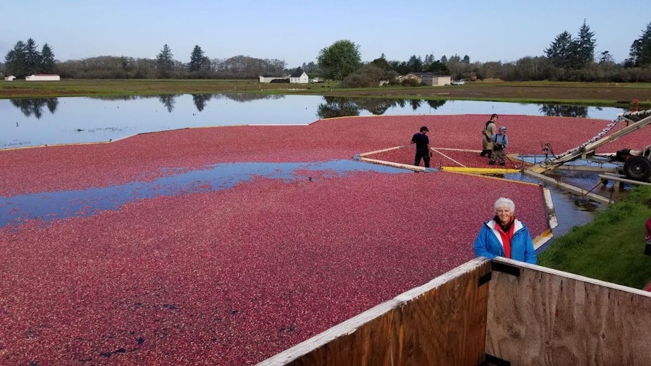 caption: Ardel McPhail stands in front of some of her family's cranberry bogs during a recent harvest near Ilwaco, Washington.
