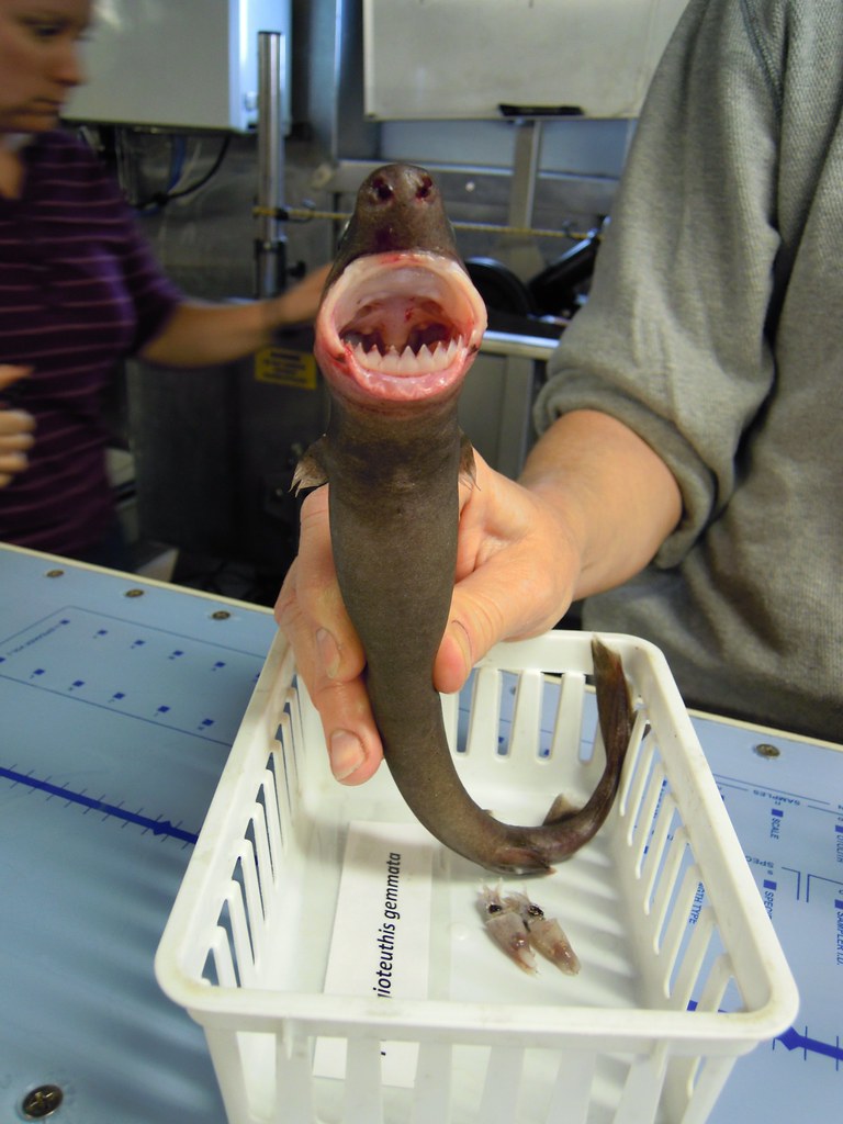 caption: A researcher holds a cookie-cutter shark in this undated photo.