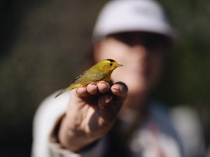 caption: Lauren Hill, a graduate student at Cal State LA, holds a bird at the bird banding site at Bear Divide in the San Gabriel Mountains.