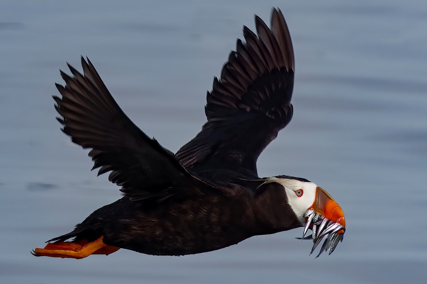 caption: A tufted puffin carries 10 small fish back to its burrow at Smith Island, Washington, on July 28, 2024.