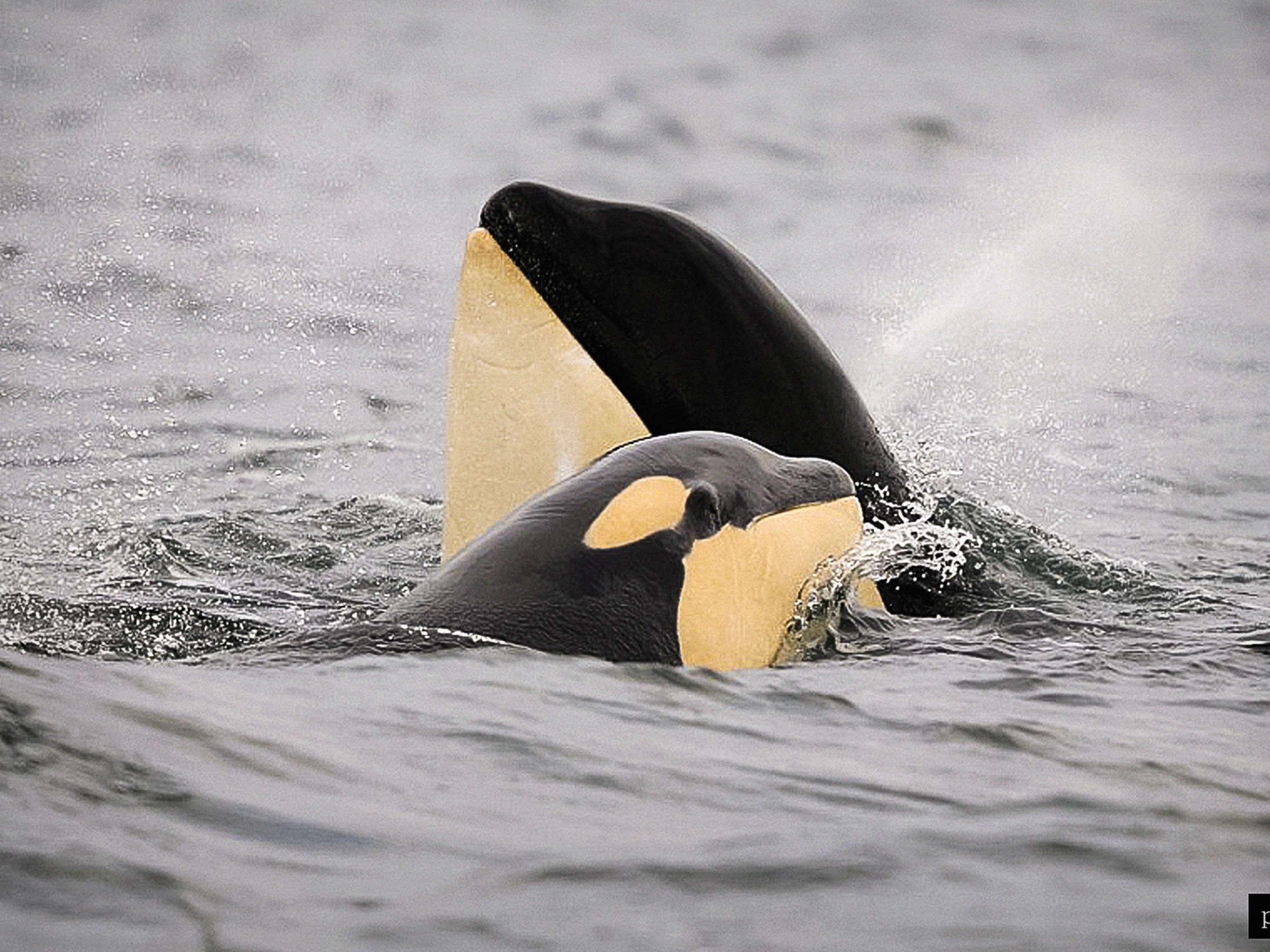 Carl Safina talks about the intelligence of animals on the TED stage
