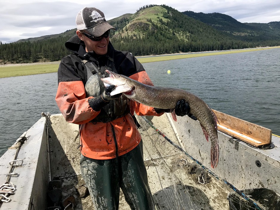 caption:  Biologists are catching as many northern pike as they can in Lake Roosevelt, the reservoir held back by the Grand Coulee Dam. 