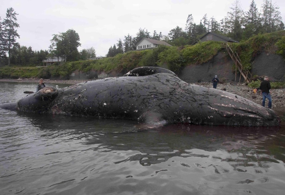 caption: Gunther the whale, as he first appeared upon drifting ashore north of Port Ludlow, Washington, on May 28, 2019. The gray whale was later towed to a more isolated beach to decompose.