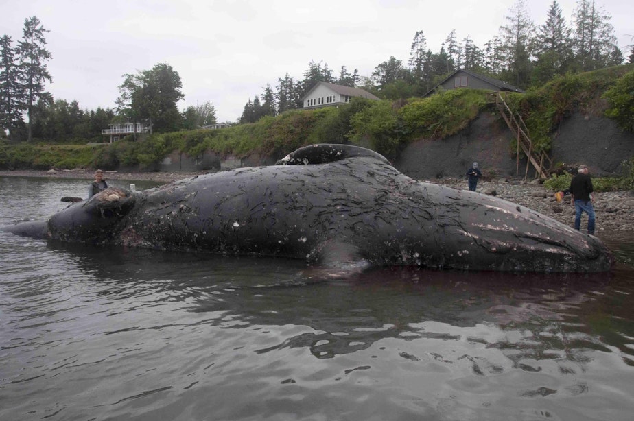 caption: Gunther the whale, as he first appeared upon drifting ashore north of Port Ludlow, Washington, on May 28, 2019. The gray whale was later towed to a more isolated beach to decompose.