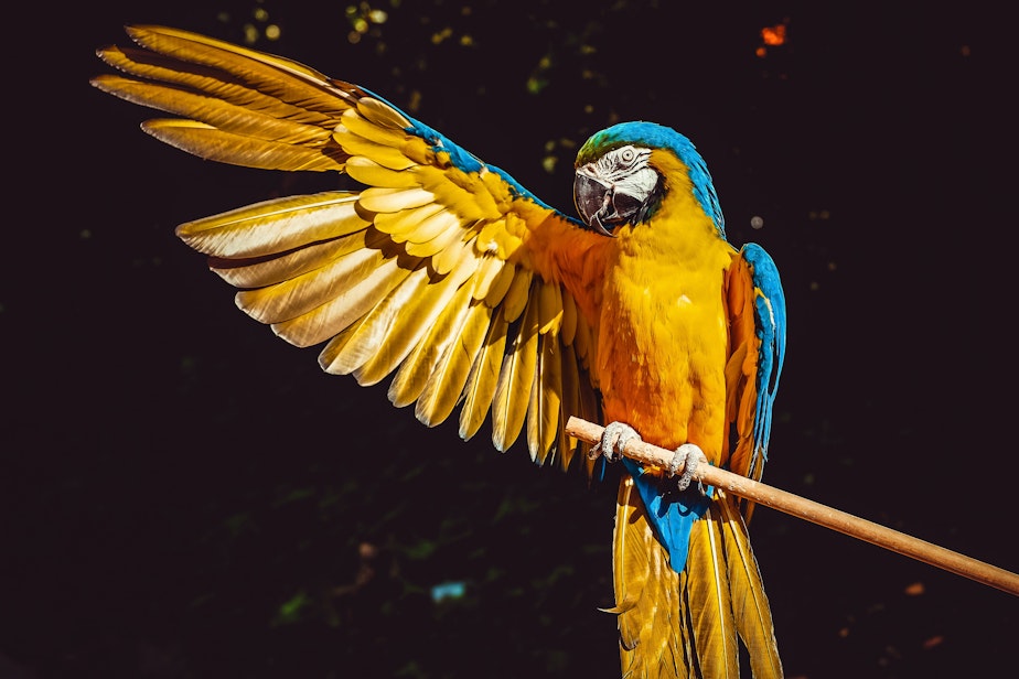 Generic Parrot