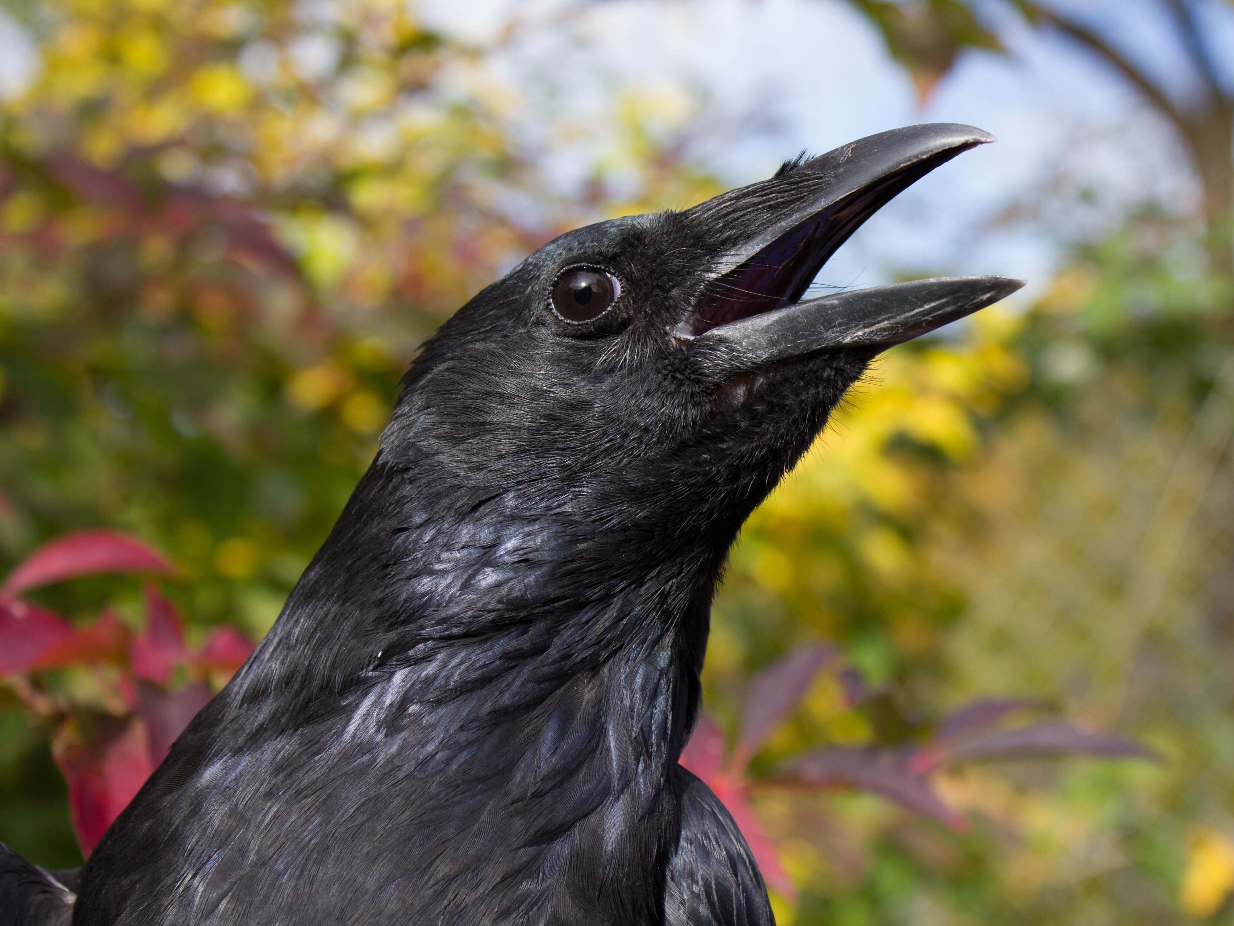 caption: Crows can be trained to count out loud much in the way that human toddlers do, a study finds.