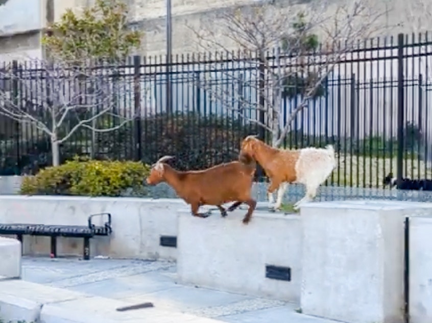caption: Back in March, four or five goats scrambled along the streets of San Francisco and became instantly famous as videos of their runabout were posted on social media. What became of the runaway ruminants?