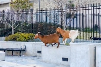 caption: Back in March, four or five goats scrambled along the streets of San Francisco and became instantly famous as videos of their runabout were posted on social media. What became of the runaway ruminants?