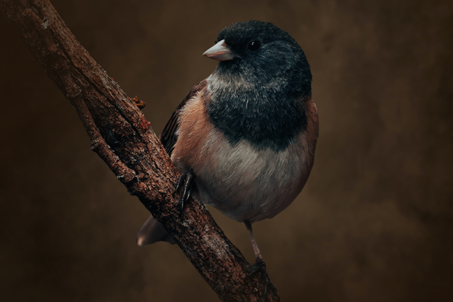 caption: A junco spotted in Oregon. This bird is common in the Pacific Northwest. 