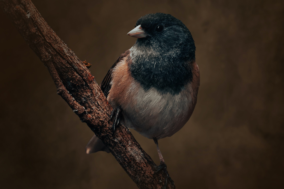 caption: A junco spotted in Oregon. This bird is common in the Pacific Northwest.