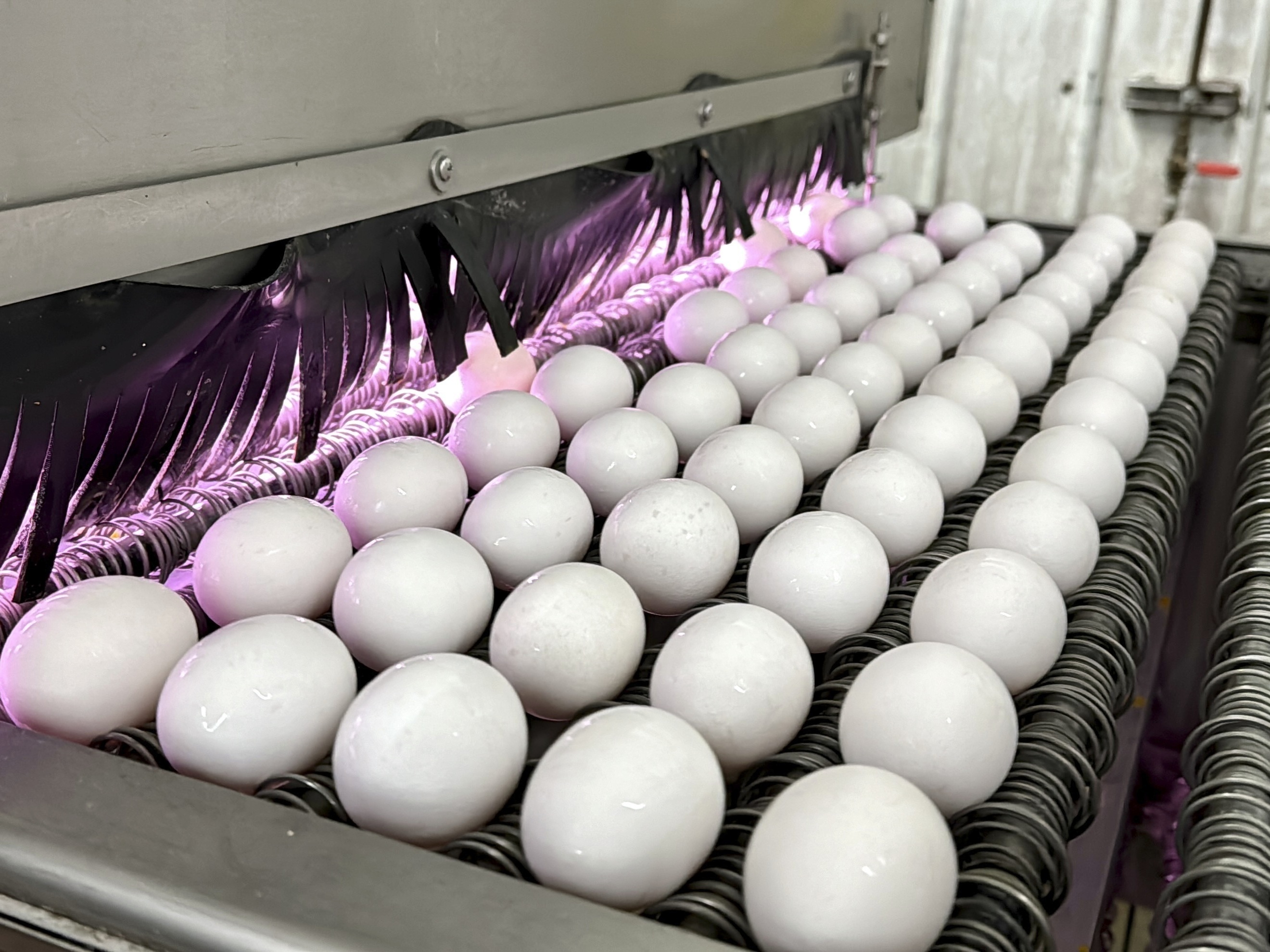 caption: Eggs are cleaned and disinfected in January at the Sunrise Farms processing plant in Petaluma, Calif., which had seen an outbreak of avian flu.