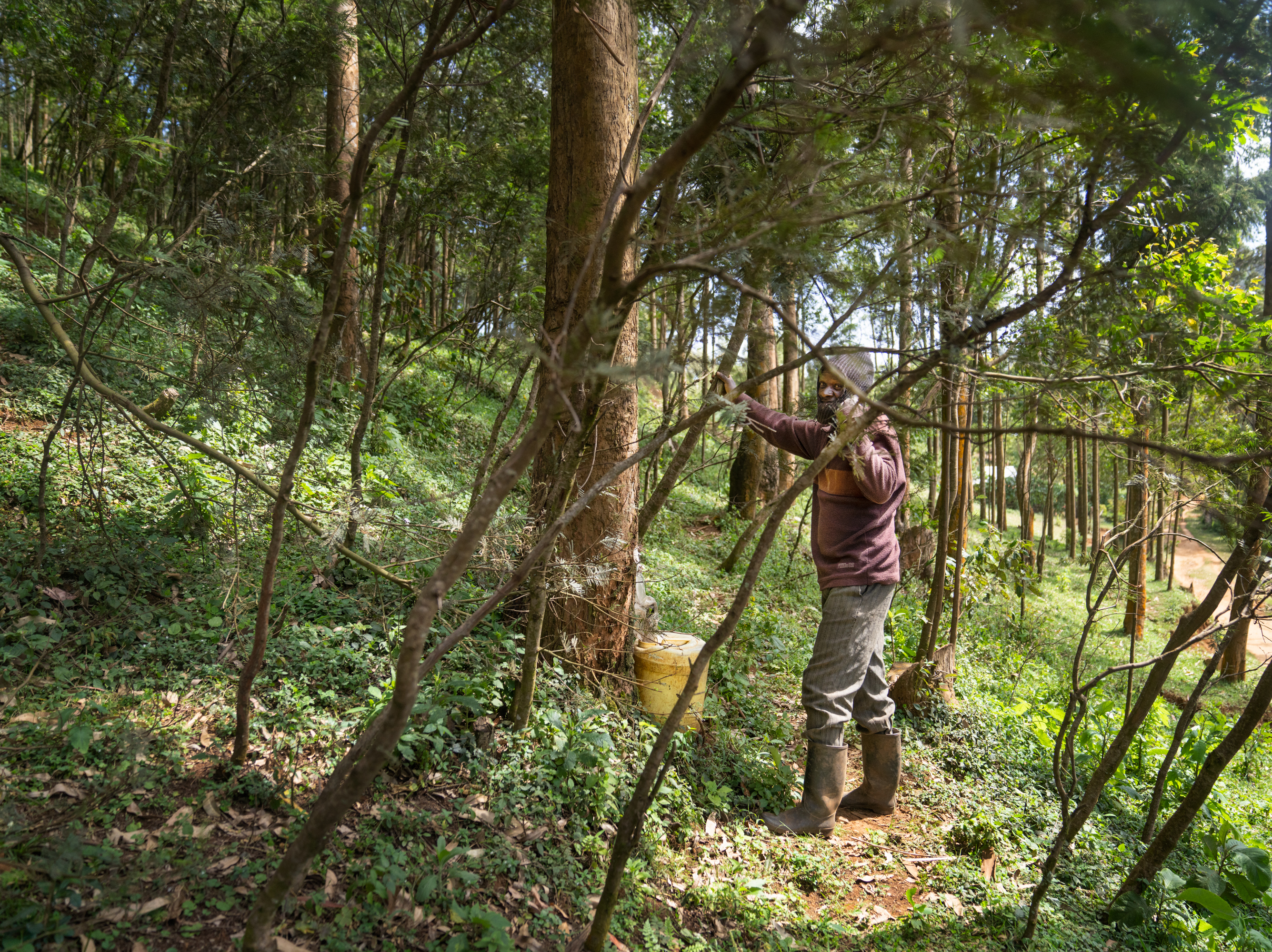 caption: Jacob Murungi collects water near his home in central Kenya — harvesting it from fog that forms overnight and clings to trees.