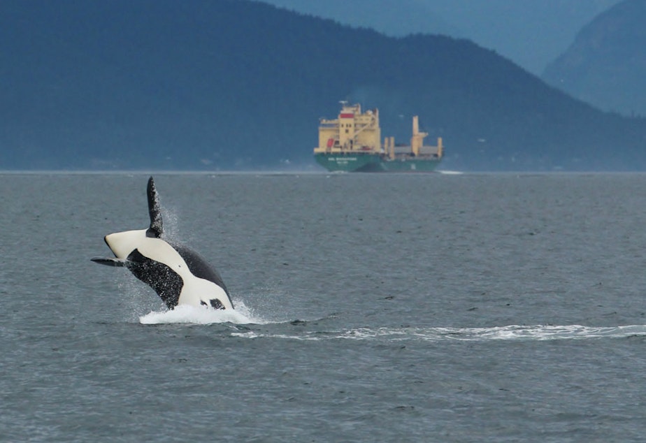 Jumping Orca