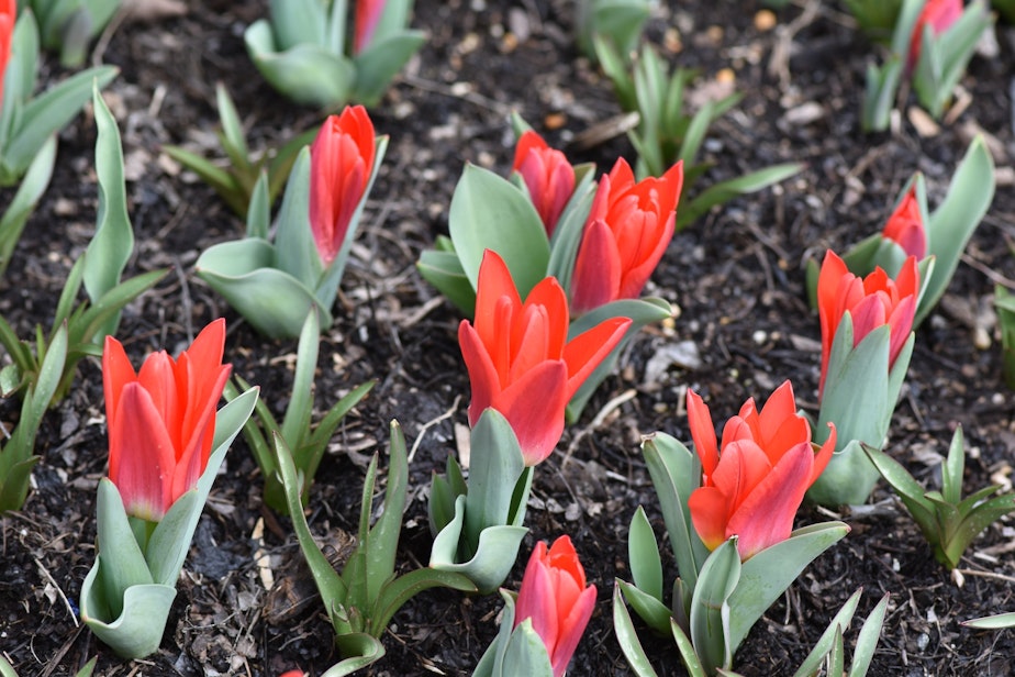 caption: red bulb flowers tulips