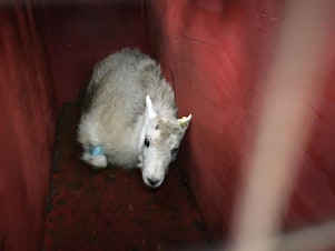 caption: A young male mountain goat from Olympic National Park resting in its crate shortly before release during a relocation operation in 2018.
