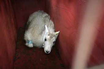 caption: A young male mountain goat from Olympic National Park resting in its crate shortly before release during a relocation operation in 2018.
