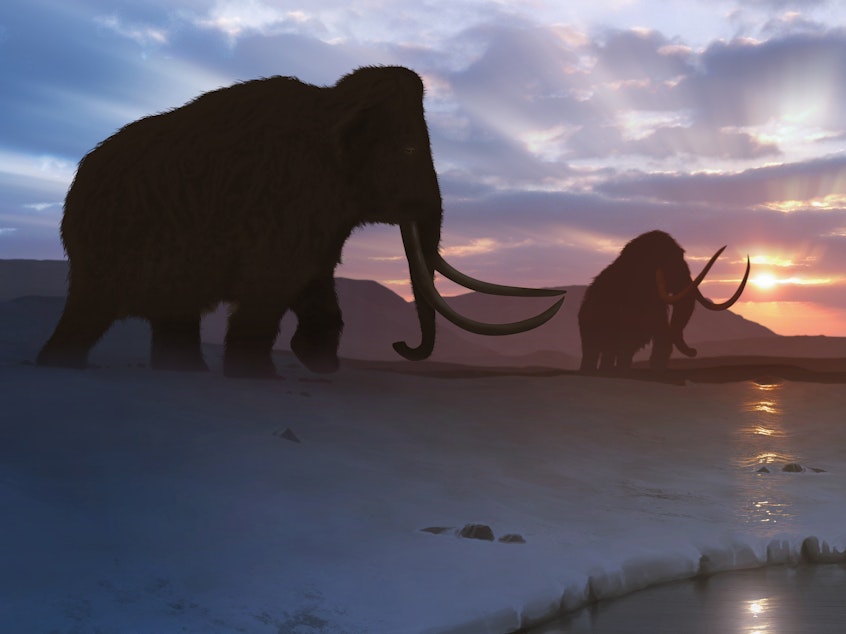 caption: Could woolly mammoths walk again among humans? Scientists are working to resurrect the extinct species.